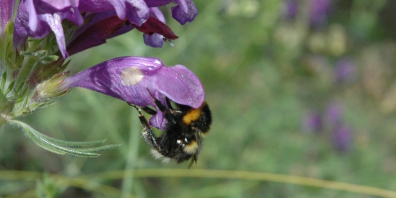 biotic interactions