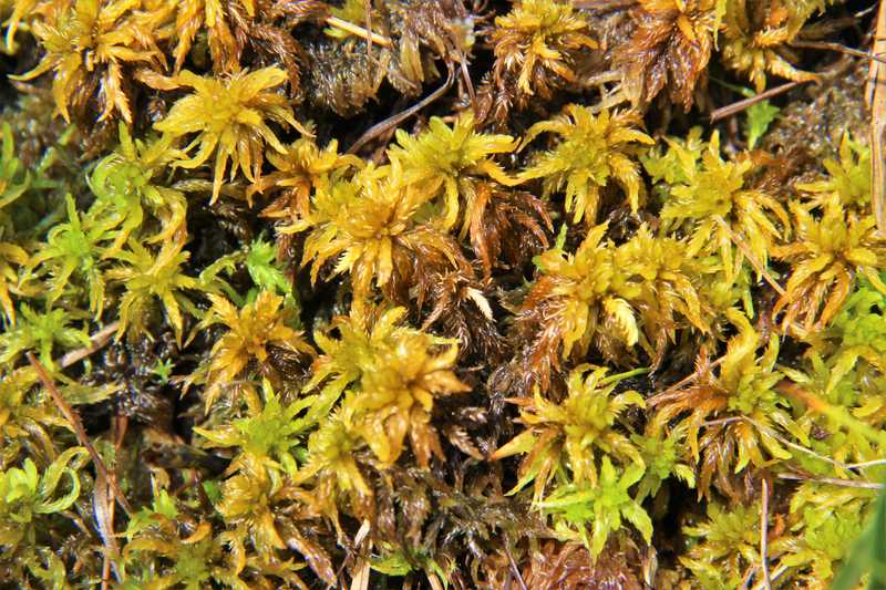 Rašeliník modřínový (Sphagnum contortum Schultz).