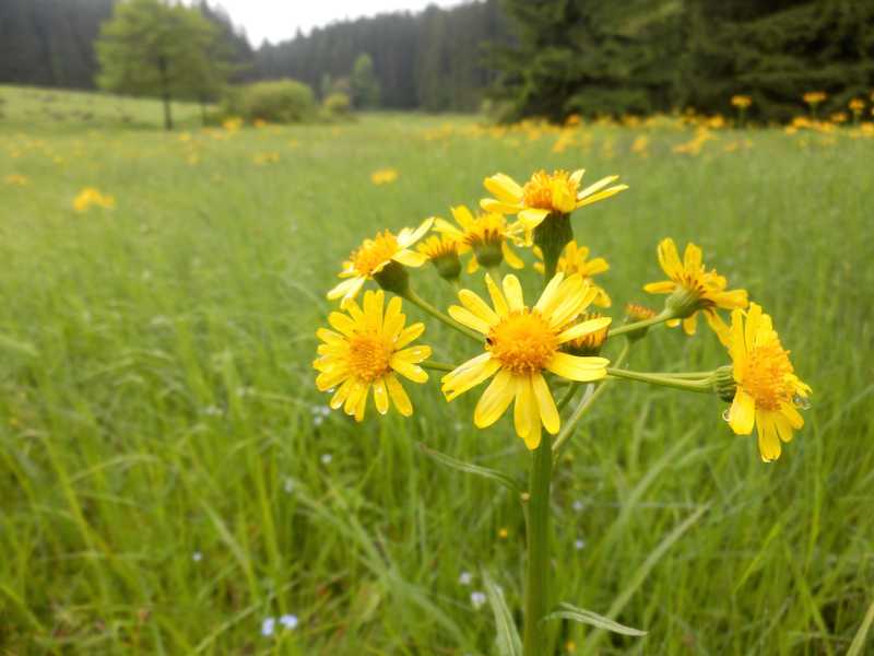 Starček potoční (Tephroseris crispa (Jacq.) Rchb.) ve Vojenském újezdu Libavá (2013).