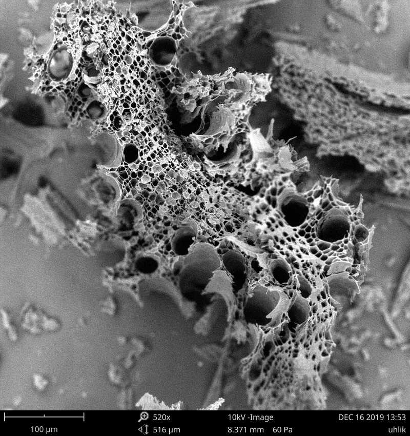 Uhlík dubu (Quercus sp.), rastrovací elektronový mikroskop, zvětšení 520x.