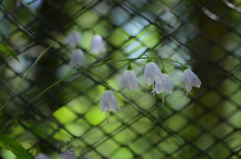 Zvonovec liliolistý (Adenophora liliifolia (L.) Ledeb. ex DC.). vzácný reliktní druh.