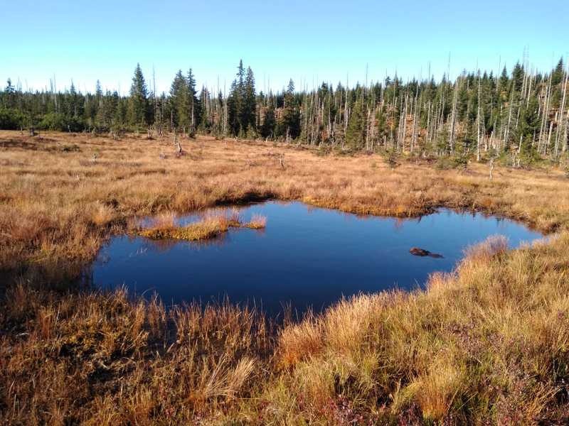 Rokytecká slať, Šumava (2020).