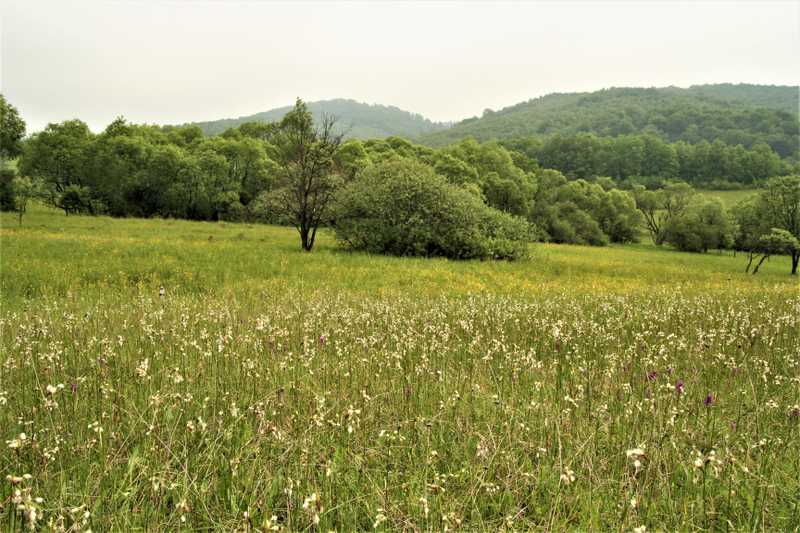 Slatina Mirol'a v Laborecké vrchovině na Slovensku vznikla po odlesnění kolem roku 930 po K.