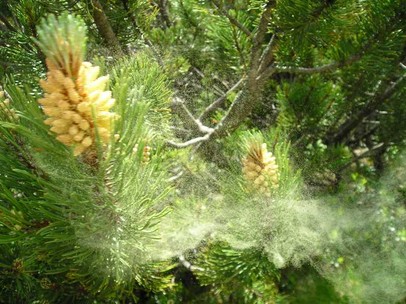 Pyl prášící z borovice kleče (Pinus mugo Turra), Vysoké Tatry, Slovensko (2008). 