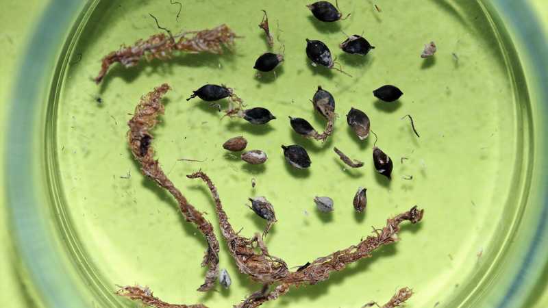 Semínka a lodyžky mechů vyplavené z organického sedimentu.