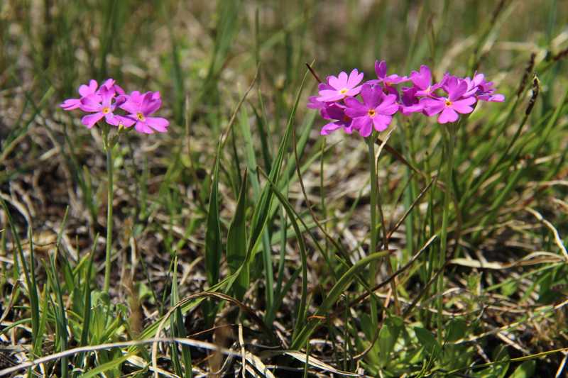 Reliktní druh prvosenka pomoučená (Primula farinosa L.).