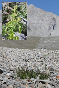 Zástupce diploidního poddruhu Urtica dioica subsp. kurdistanica s ukázkou typického stanoviště (suťové pole, Anatolská náhorní plošina, Turecko). Rostliny jsou rozpoznatelné především nápadně zubatým okrajem listů, výraznou hustotou žahavých chlupů a silně tuhými až zdřevnatělými kořeny. Foto T. Urfus