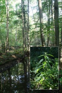 Zástupce diploidního poddruhu Urtica dioica subsp. subinermis s ukázkou typického stanoviště (lužní les Meža māja, národní park Kemeri, Lotyšsko). Rostliny se odlišují především svou nežahavostí, často nápadně protáhlou listovou čepelí a světle zeleným zbarvením. Foto L. Rejlová