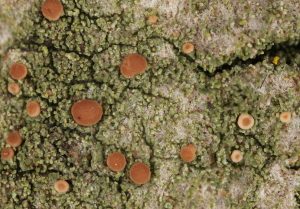 Stromy (i buky) s vyšším pH borky celkem spolehlivě indikuje hůlkovka červená (Bacidia rubella). Foto F. Bouda