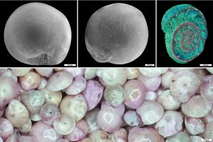 Invazní dírkovec Amphistegina lobifera. Horní řada: ventrální a dorzální pohled (skenovací elektronová mikroskopie, foto J. Machač) a průřez schránkou (rentgenová počítačová mikrotomografie, kolorizováno, foto Z. Heřmanová). Dolní řada: detailní pohled na společenství A. lobifera (stereomikroskopie, některé schránky obarveny pomocí barviva rose bengal). Foto M. Vohník