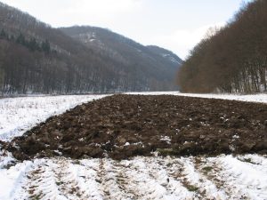 Pohled na experimentální plochu – čerstvě založený úhor na Gálišské louce v údolí Dyje. Foto T. Vymyslický