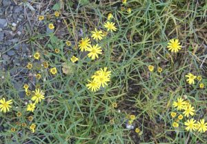 Starček úzkolistý (Senecio inaequidens). Foto J. Pergl