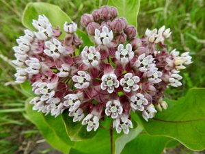 Květ klejichy hedvábné (Asclepias syriaca).