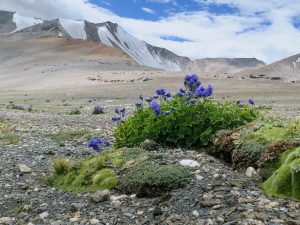 Subnivální zóna pod vysokohorským sedlem Taglang La (ca 5 300 m n. m.) v Ladaku, v popředí ostrožka Delphinium brunonianum. Foto J. Wild