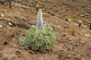 Lupinus luisanae