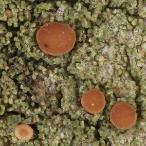 Hůlkovku červenou (Bacidia rubella) najdeme hlavně na starších listnatých stromech v lesích i volné krajině. Foto F. Bouda