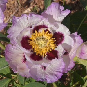 Paeonia rockii 'Su sha chan yi' – odrůdy pivoňky Rockovy se vyznačují výraznou tmavou skvrnou ve středu květu. Foto P. Sekerka