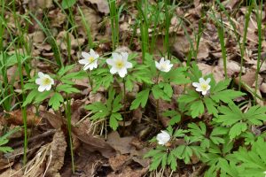 Sasanka hajní (Anemone nemorosa). Foto A. Kučerová