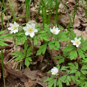 Sasanka hajní (Anemone nemorosa). Foto A. Kučerová