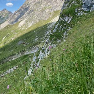 Festulolium – kříženec kostřavy a jílku (Festuca apennina × Lolium perenne) rostoucí na svazích Švýcarských Alp. Foto D. Kopecký