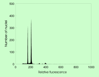 Triticum aestivum and Vicia faba