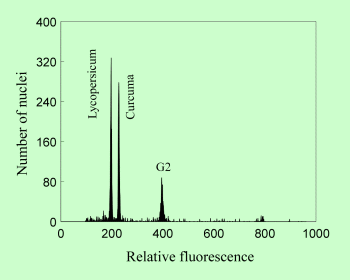 Zea mays and Pisum sativum