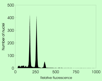 Hieracium pilosella (4x) stained with PI