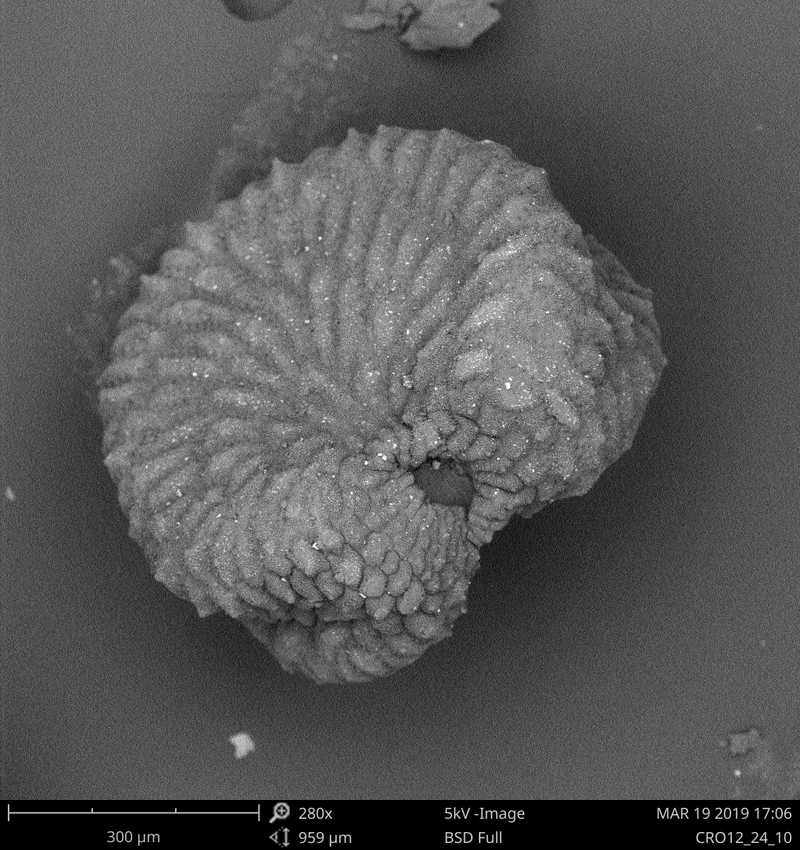 Semínko silenky (Silene sp.), rastrovací elektronový mikroskop, zvětšení 280x.