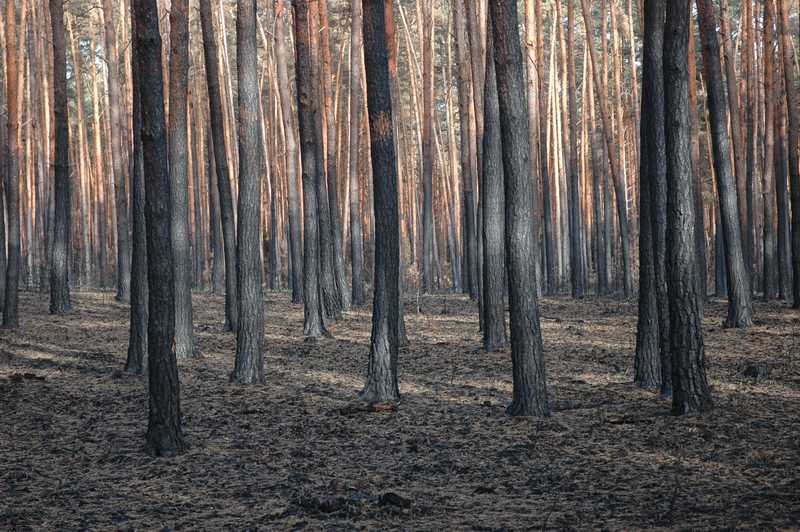 Borový les po požáru.