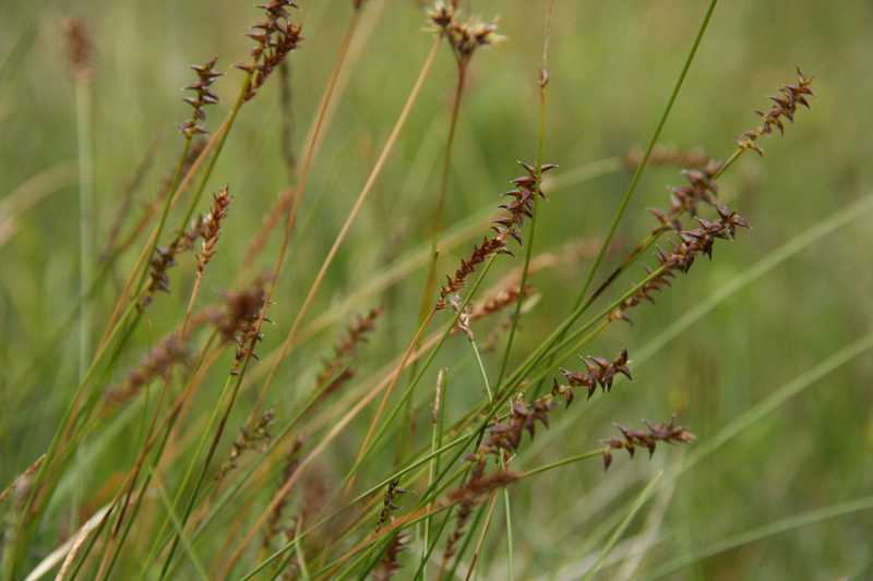 Ostřice Davallova (Carex davalliana Sm.).