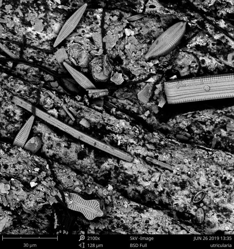 Rozsivkové schránky na povrchu bublinatky (Utricularia), rastrovací elektronový mikroskop, zvětšení 2100x. 