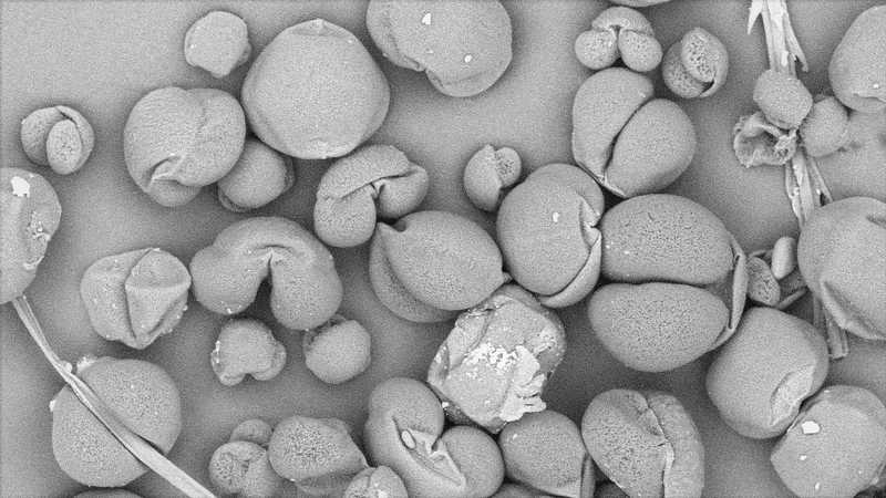 Snímek recentních pylových zrn jehličnanů z elektronového mikroskopu, zvětšení 510x.