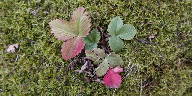 Transgenerational adaptation of a clonal plant in the context of biotic interactions (2023-2025)