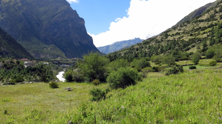 Effect of climate change on plant-herbivore interactions along and elevational gradient in the Himalayan region (2013-2015)