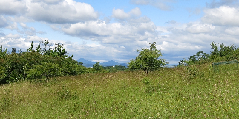 Spatial variability in plant-soil feedback as an important driver of species co-existence (2019-2021)