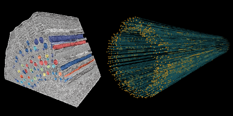 Network properties and hydraulic function of plant vascular tissue