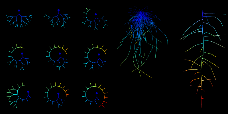 Water uptake from organ- to plant-scale