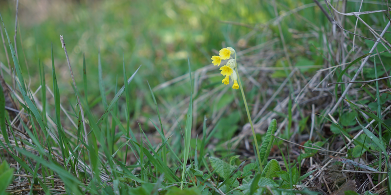 FuncNet – Improving the Functional Connectivity of Grassland Networks for Plant-Pollinator Interactions (2023-2026)