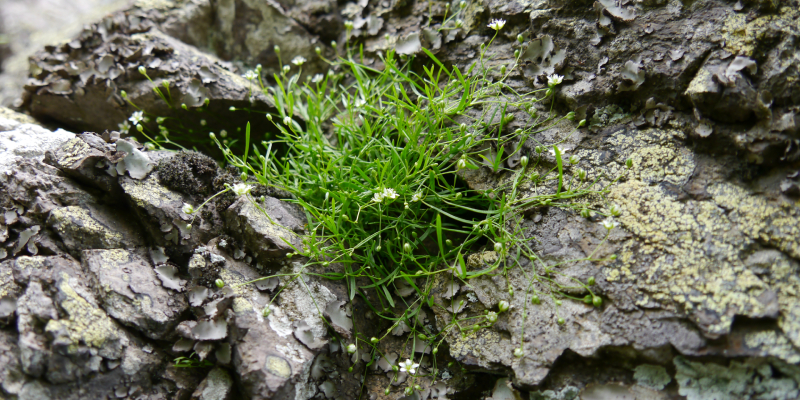 Conservation project on Moehringia hypanica 2023-2024