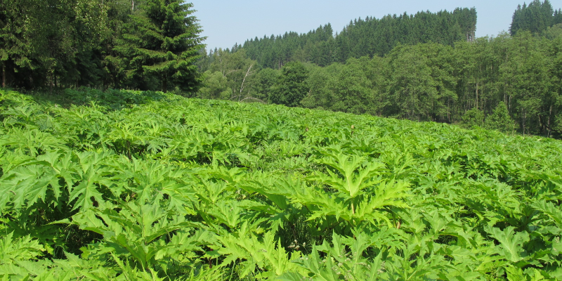 Coexistence of competitors mediated by plant soil feedbacks