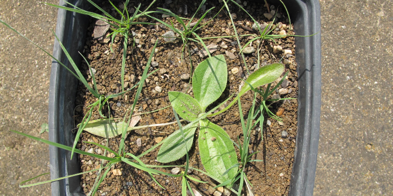 Exploring plant species coexistence within the modern coexistence theory framework