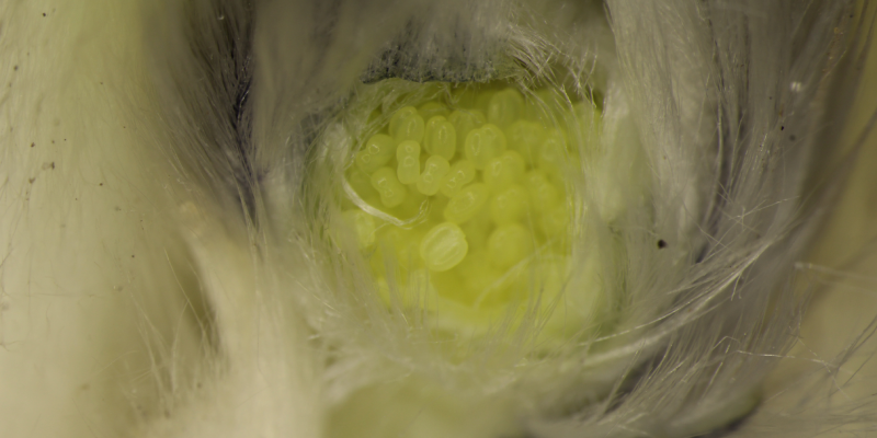 Biological role of endopolyploidy in flowering plants (2026-2028)