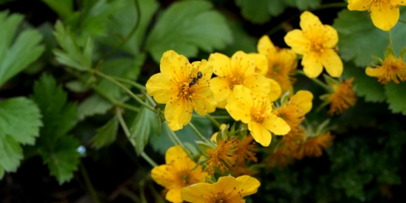 Effects of climate on flowers, trait coordination and plant-pollinator interactions