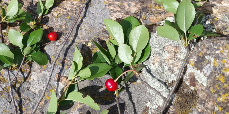 Endemic plant species in the Southern Ukraine: genetics, evolutionary history and biogeography (2025-2026)