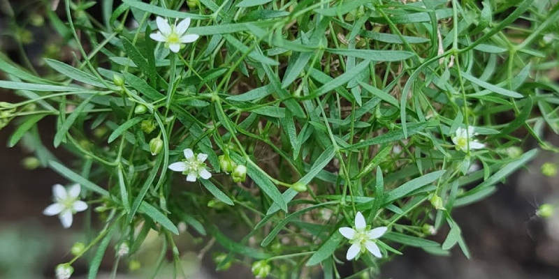 Endangered plant species in the Southern Bug enclave (Ukraine): genetics, evolutionary history and biogeography 2024-2026