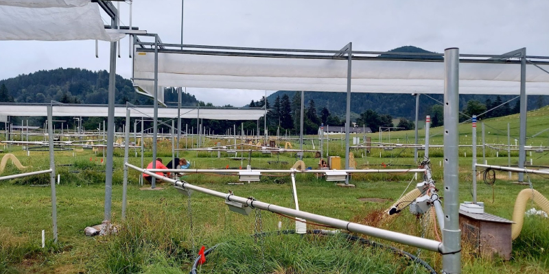 Plant metabolic changes under changing climate